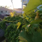 Апартаменты Vedrana *