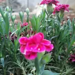 Vedrana Апартаменты