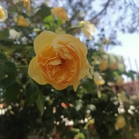 Διαμέρισμα Vedrana