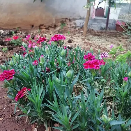 Apartamento Vedrana