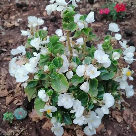 公寓 Vedrana Ražanj