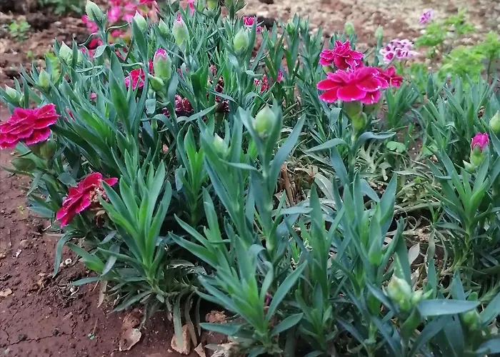 Vedrana Appartamento *