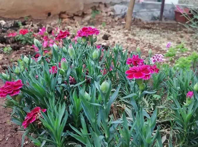 Appartamento Vedrana