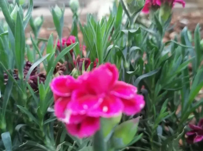 Vedrana Appartamento