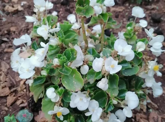 Daire Vedrana Ražanj